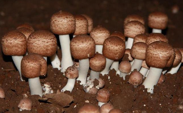 人工种植的松茸好吃吗?它还是松茸吗?_腾讯新闻