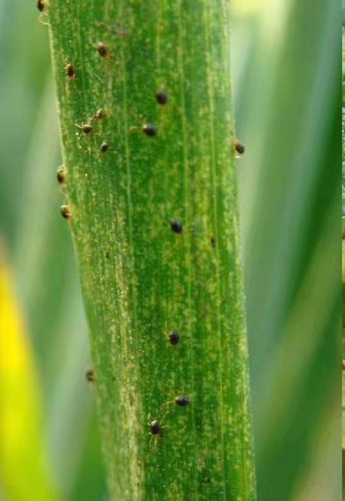 红蜘蛛及危害状三返青至成熟期植保农事根据病虫害的发生规律和防治