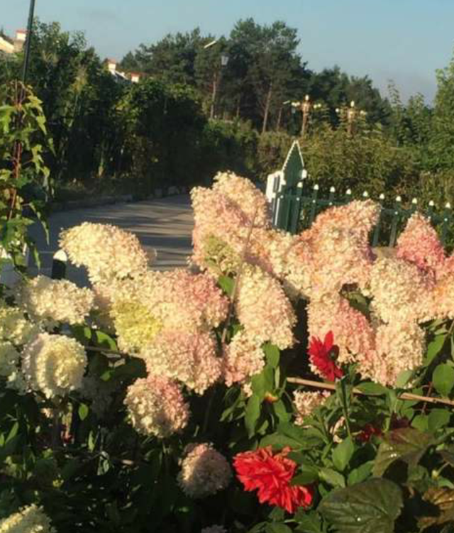 绣球花|绣球的这个品种开花像“冰激凌”，皮实好养，耐热又耐寒