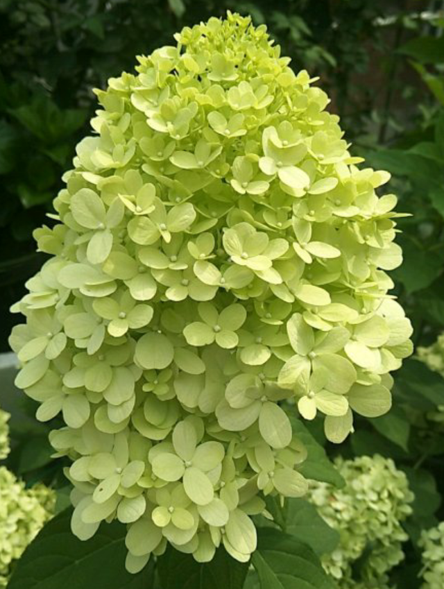 绣球花|绣球的这个品种开花像“冰激凌”，皮实好养，耐热又耐寒