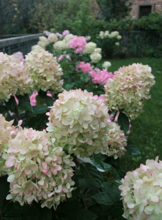 绣球花|绣球的这个品种开花像“冰激凌”，皮实好养，耐热又耐寒