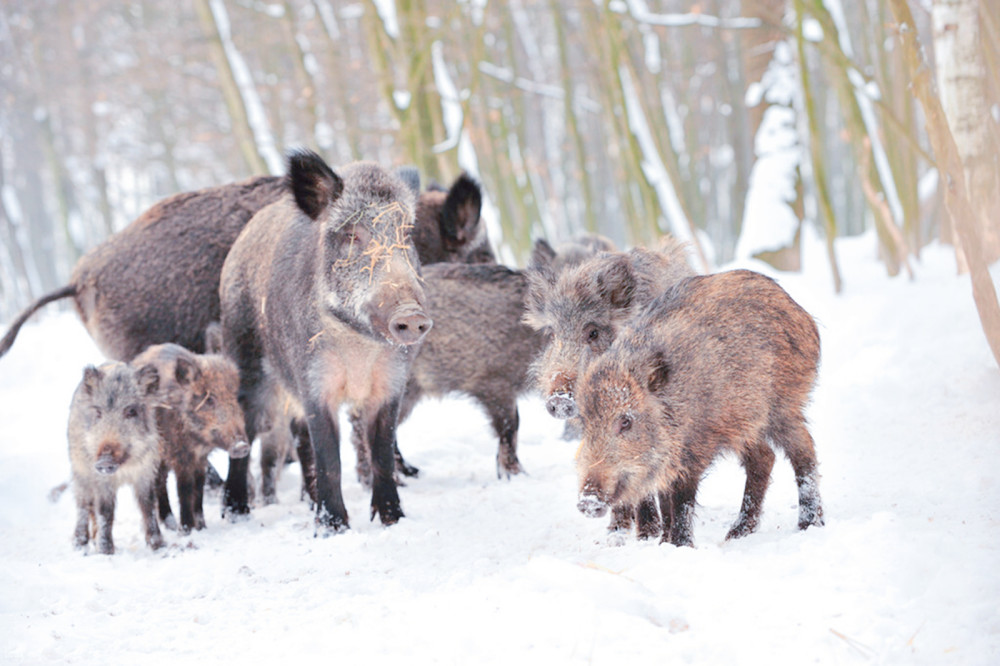 "人猪"矛盾不断升级,国内部分地区野猪已经泛滥