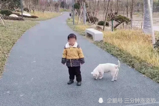 现实版忠犬八公 浙江三岁男孩走失狗狗一路跟随 忠犬八公 一条狗的使命 超市 浙江 狗狗