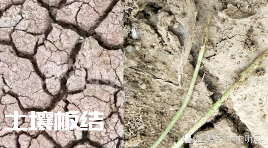 板结|土壤出现板结怎么办？5个措施助力土壤改良？