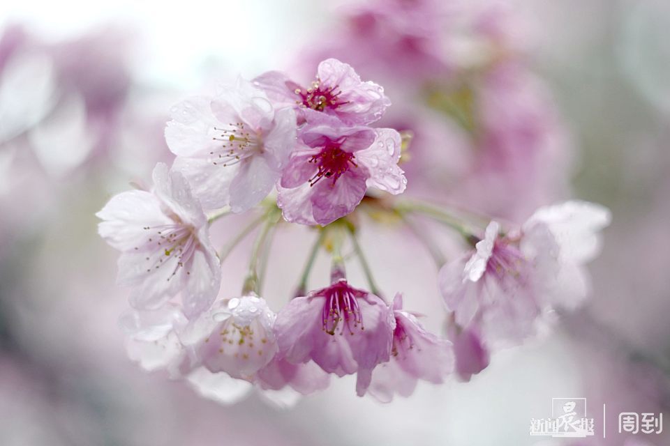 雨打櫻花,花襯雨,雨中櫻花別樣美!