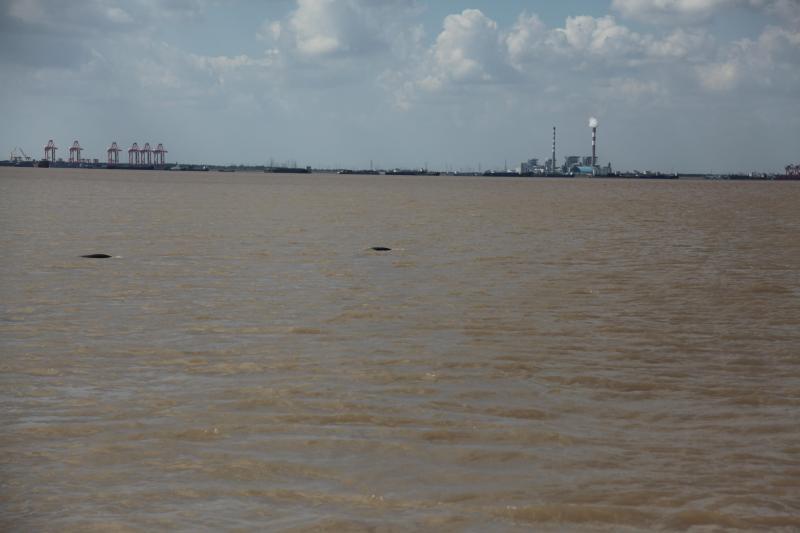 "水中大熊猫"江豚种群现身东风西沙水域,专家建议推进保护基地建设