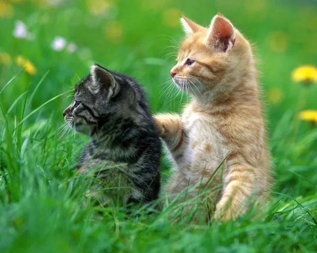 哪些养猫行为 其实是在让猫咪承受痛苦 猫咪 猫粮 猫薄荷 牛奶 家猫 小猫