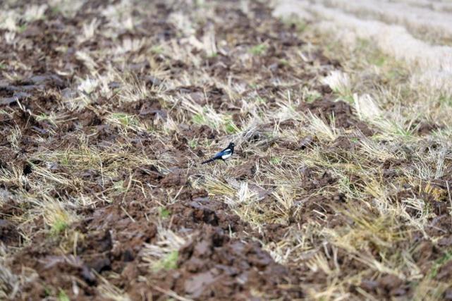 七铧犁闪亮耀眼光芒,上海崇明长江现代农业万亩良田开启春耕