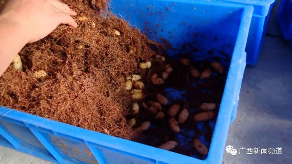 桂林|官方叫停！又一骗局曝光，桂林大批人被坑惨！