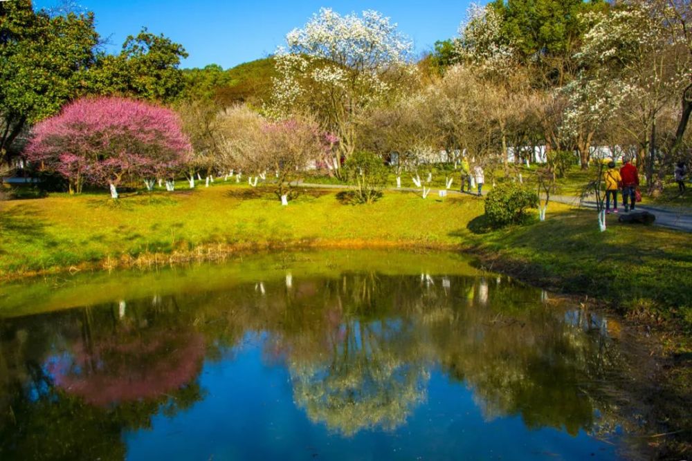 陽春三月最美不過水中花這樣的風景你注意過嗎