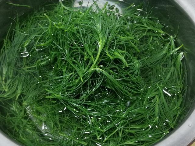 风滚草让美国人痛苦不堪为何入侵中国后活不到成年因为太香了