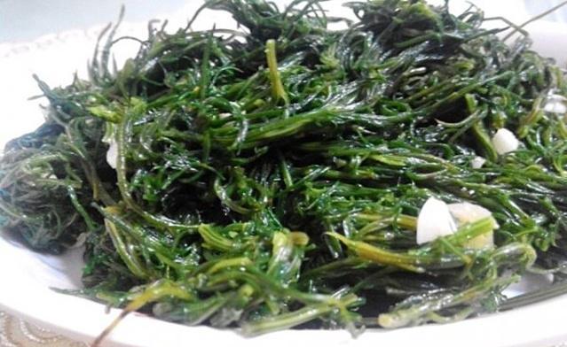 风滚草让美国人痛苦不堪为何入侵中国后活不到成年因为太香了