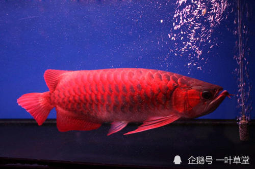 常见的风水鱼种类大全_腾讯新闻