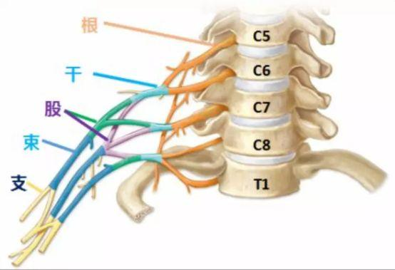 颈椎可以分为两部分,上颈椎和下颈椎.