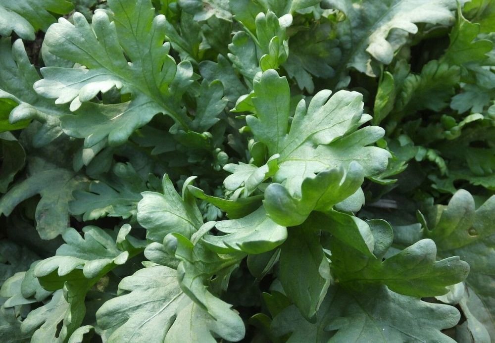 买茼蒿菜时注意分清小叶和大叶区别挺大来了解一下