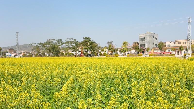 赏花正当时汕尾陆丰河东镇欧厝村举办首届农业旅游观光油菜花节