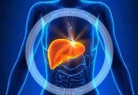 肝脏|解密肝脏再生之谜！科学家们鉴定出负责肝脏组织再生的细胞