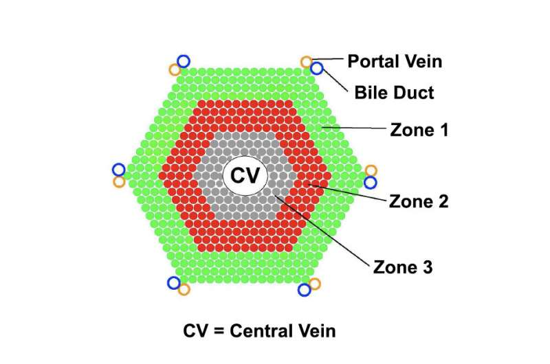 肝脏|解密肝脏再生之谜！科学家们鉴定出负责肝脏组织再生的细胞