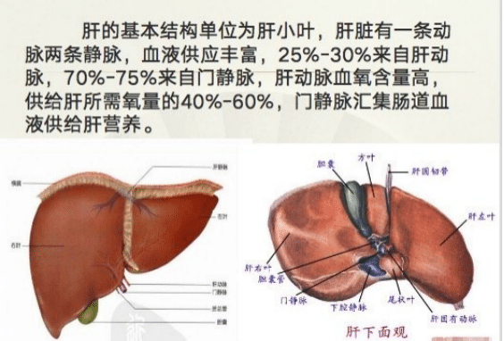 肝脏下面是什么图片