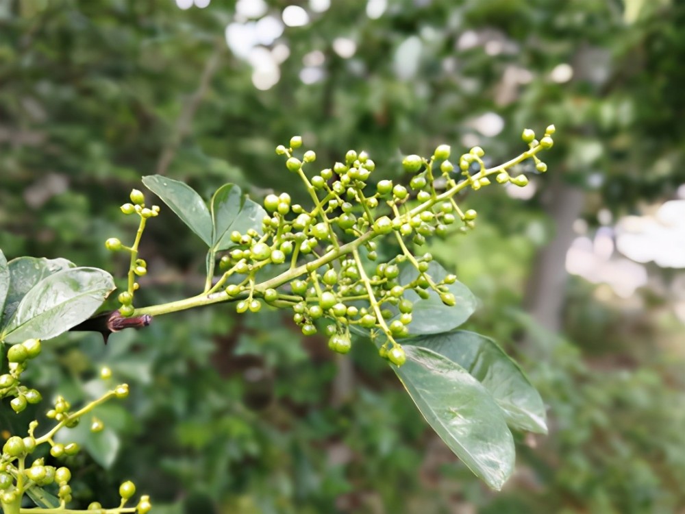 风湿病|你能吃辣么？