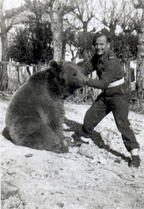 熊战士沃铁图片