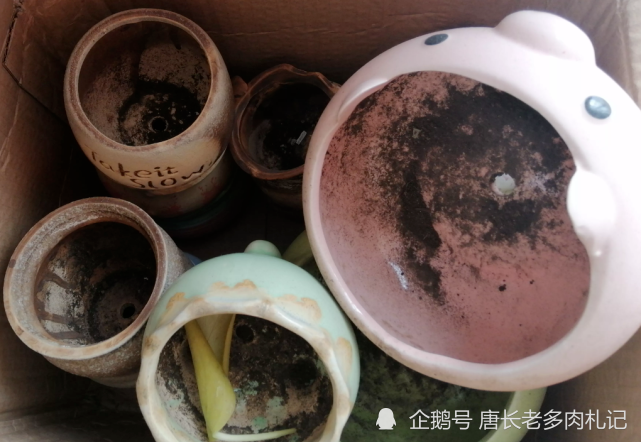 肉友收获的空盆