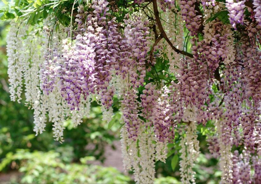 喜欢小清新的花,那就养株紫藤,学会两个小技巧,开出满树繁花