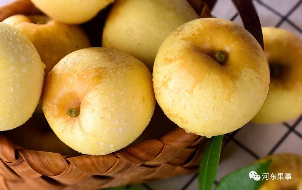 苹果树|2021年春季畅销苹果树品种推荐和对比