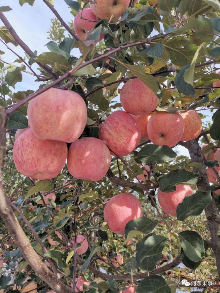 苹果|现在种植什么苹果品种好