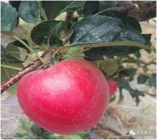 苹果|现在种植什么苹果品种好