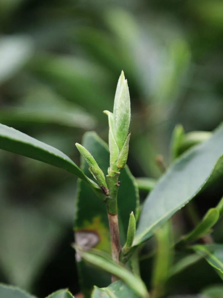 白茶|喝茶，是春天的正经事，在万物复苏的季节里，等一杯春白茶