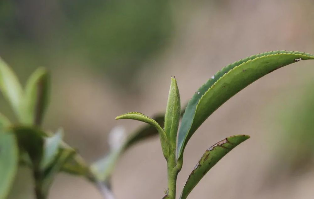 白茶|喝茶，是春天的正经事，在万物复苏的季节里，等一杯春白茶