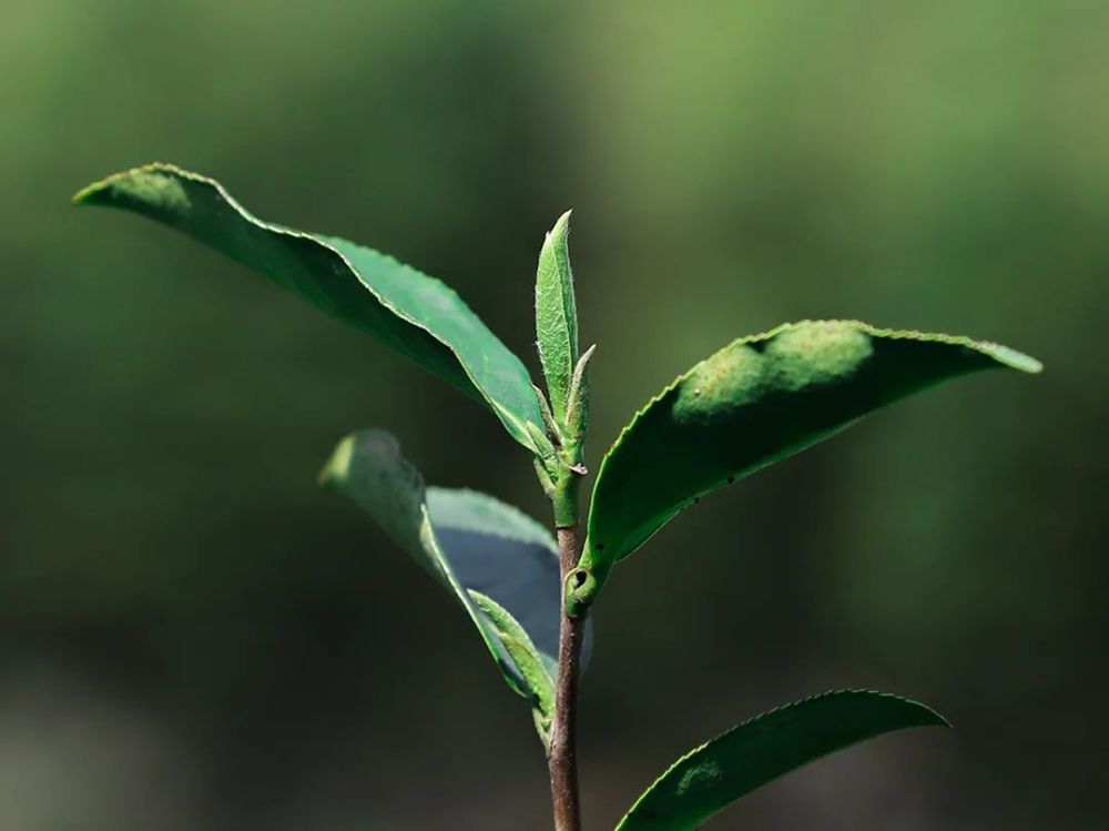 白茶|喝茶，是春天的正经事，在万物复苏的季节里，等一杯春白茶