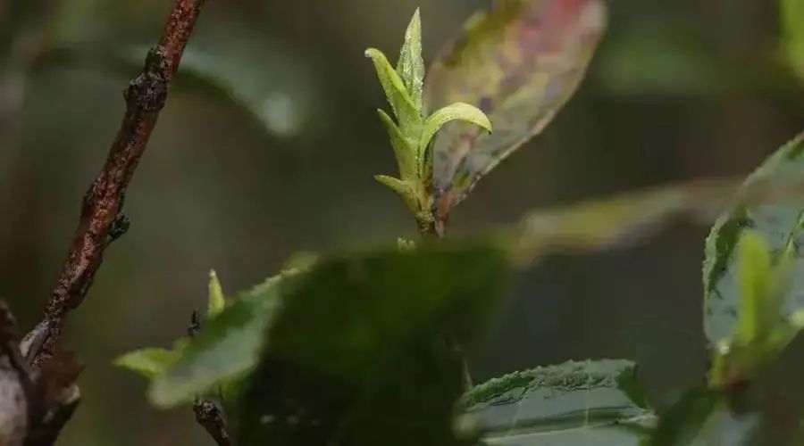 白茶|喝茶，是春天的正经事，在万物复苏的季节里，等一杯春白茶