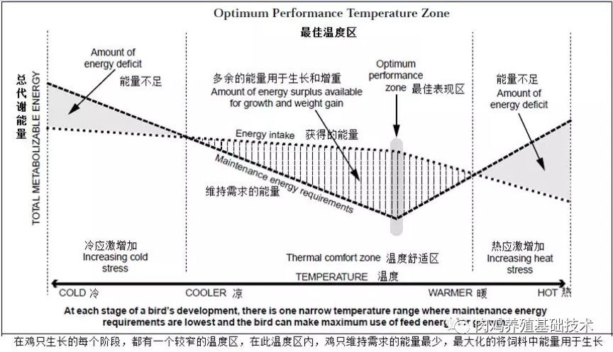 养鸡应该如何关注温度和湿度的管理 供参考 腾讯新闻