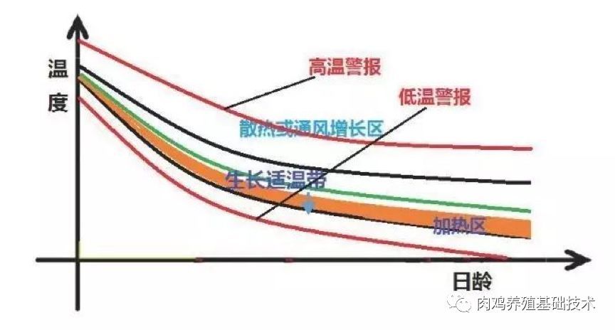 温度|养鸡应该如何关注温度和湿度的管理（供参考）