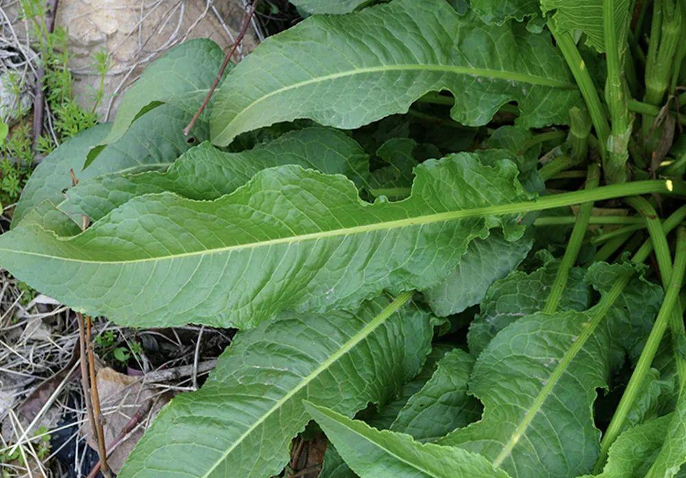 a,维生素c,草酸及多种矿物质元素,不过由于酸模的嫩茎叶中草酸的含量