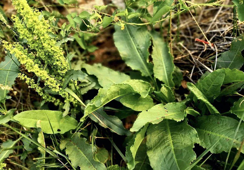 田边见到这种大叶草请你重视下它根含黄金价值很高