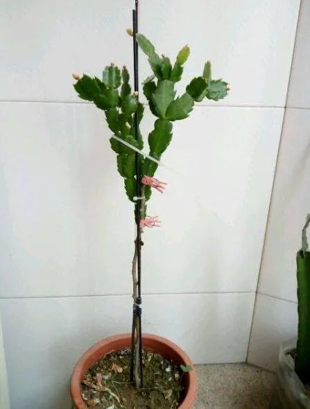 蟹爪兰嫁接开完花这么做夏天好养秋天开花多