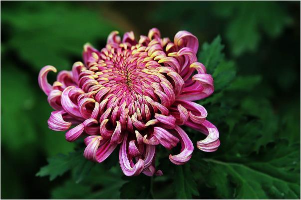 生肖蛇 最忌讳什么数字 幸运颜色是什么 2月要小心什么事情 贵人 生肖 运势