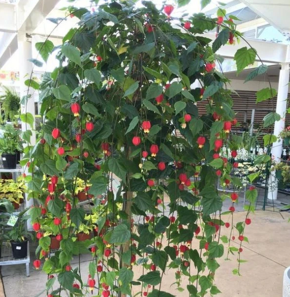 2,蔓性风铃花