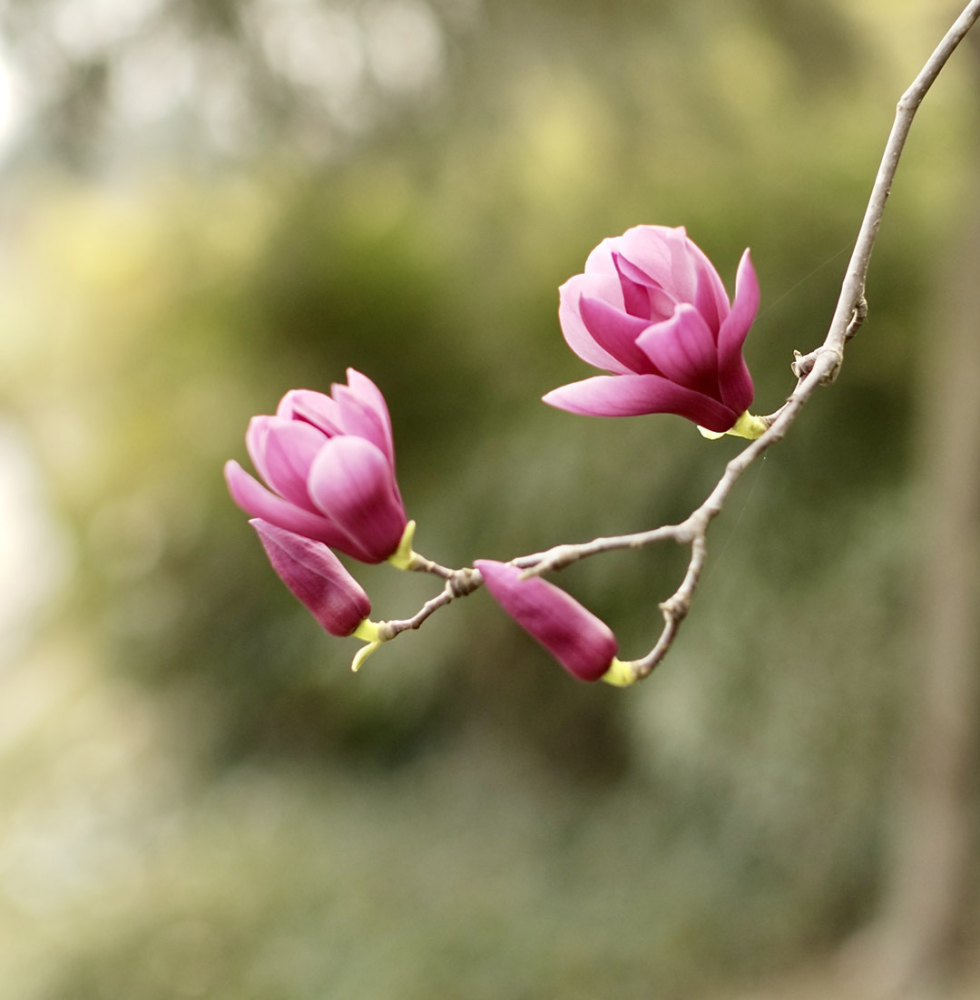 分析13张实拍照片对比讲解更直观玉兰花的摄影技巧