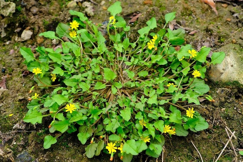 "留给稻槎菜的时间不多了!