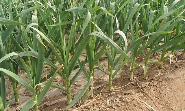 大蒜|大蒜种植有讲究，学会这些招，您也可以种出优质高产蒜