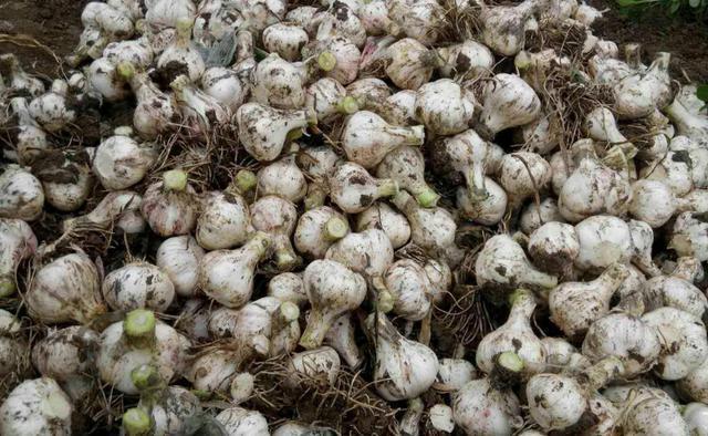 大蒜|大蒜种植有讲究，学会这些招，您也可以种出优质高产蒜