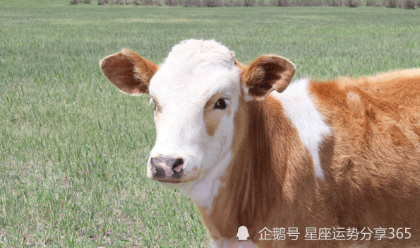 属牛的发财方向属牛财运方向位置 腾讯新闻