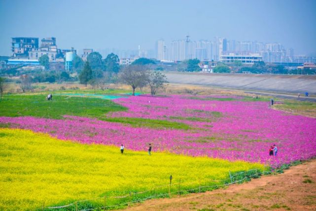 北江大堤边的100亩花海位于狮山莲塘村,74百亩花海:金黄与粉红交融