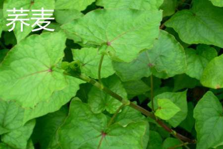 野荞麦野荞麦35【酸筒杆】这种野菜不仅可以直接吃,也可以炒菜吃,都是