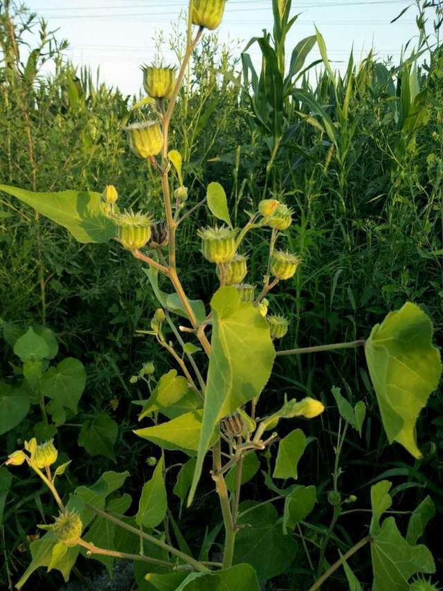 以下这些随处可见却又叫不出名的植物你认识哪几种