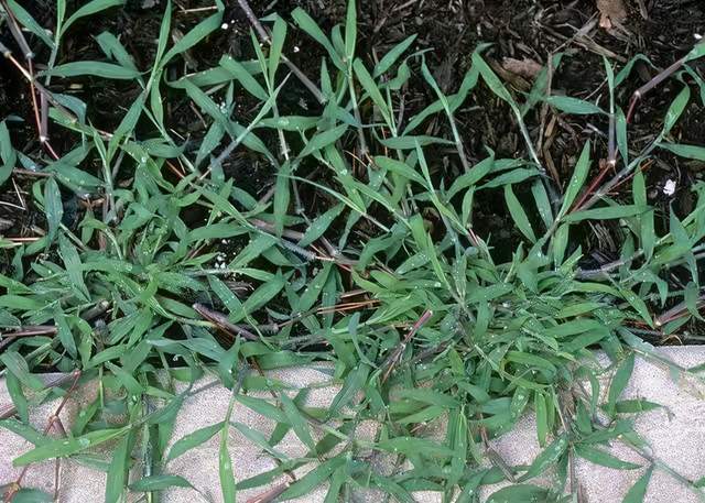 以下这些随处可见却又叫不出名的 植物 你认识哪几种 腾讯新闻